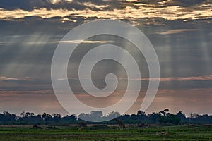 Africa sunset nature. Big herd with blue sky with clouds. Giraffe and morning sunrise. Green vegetation with animal.