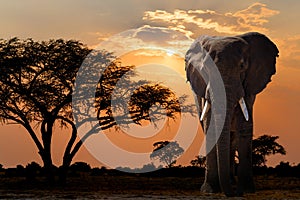 Africa sunset over acacia tree and elephant