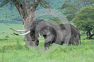 Africa Tanzania big elephant