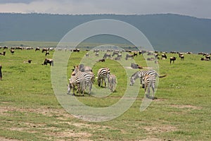 Africa, Tanzania migration pack of zebre