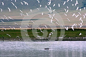 Africa,Tanzania,Ngorongoro crater