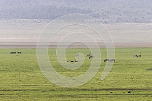 Africa Tanzania Ngorongoro crater