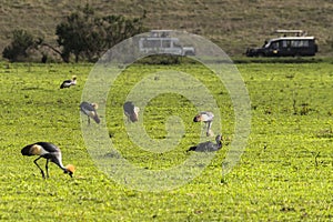 Africa Tanzania Ngorongoro crater