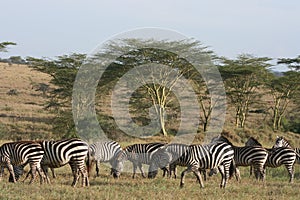 Africa Tanzania zebres reserve Ngorongoro