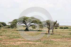 Africa,Tarangire reserve,giraffe