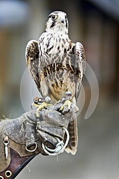 Africa Tawny Eagle