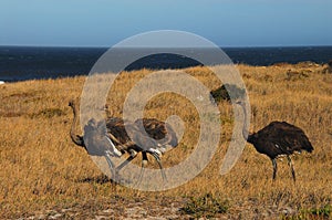 Africa- Three Ostriches Walking by the Sea