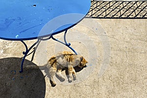 Tunisie. Sidi Bou Said. Cat sleeping photo