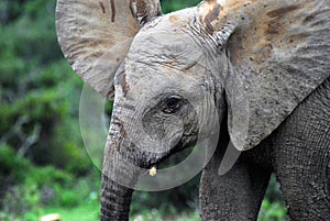 Africa- Very Close Up of a Wild Baby Elephant With Ears Flared Out