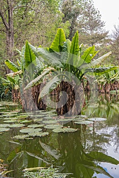 Africa: water banana Typhonodorum lindleyanum, reflection in a pond in Madagascar