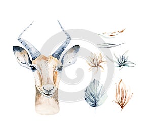 Africa watercolor savanna antelope, animal illustration. African Safari wild life cute exotic animals face portrait