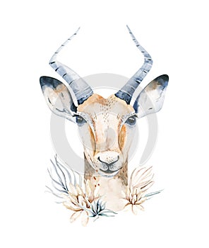 Africa watercolor savanna antelope, animal illustration. African Safari wild life cute exotic animals face portrait