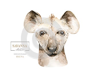 Africa watercolor savanna cute funny hyena animal illustration. African Safari animals face portrait character. Isolated