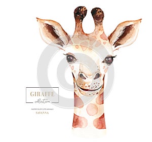 Africa watercolor savanna giraffe, animal illustration. African Safari wild cute exotic animals face portrait character
