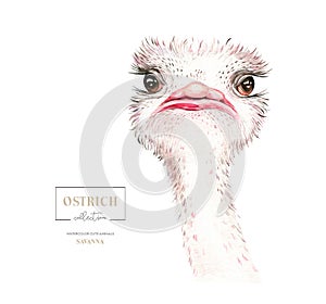 Africa watercolor savanna ostrich bird funny, animal illustration. African Safari wild cute exotic animals face portrait