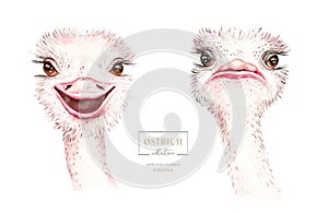 Africa watercolor savanna ostrich bird funny, animal illustration. African Safari wild cute exotic animals face portrait character