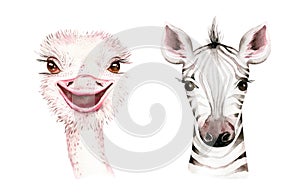 Africa watercolor savanna zebra animal. African Safari cute animals portrait character.Perfect for wallpaper print