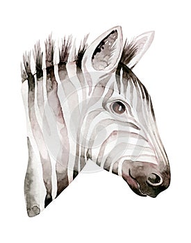 Africa watercolor savanna zebra animal. African Safari cute animals portrait character.Perfect for wallpaper print