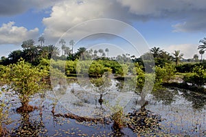 Africa West Coast Conakry Kamsar Boke nature