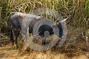 Africa West Coast Guinea Boffa Wilde cow