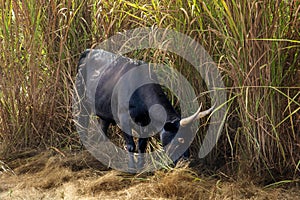 Africa West Coast Guinea Boffa Wilde cow