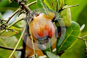 Africa West coast Guinea Boke cashew nuts on the tree