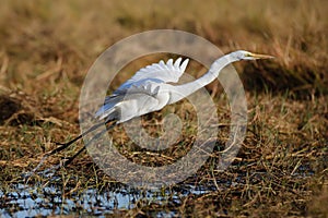 Africa wild life bird in taking off