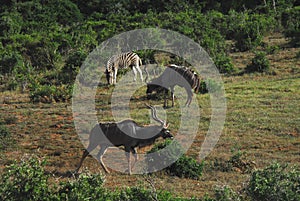 Africa- A Wild Zebra and Two Kudu Antelopes Grazing Together