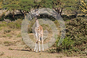 Africa wildlife, baby giraffe in savanna