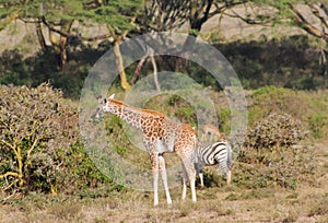 Africa wildlife, baby giraffe in savanna