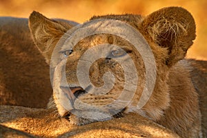 Africa wildlife, Cute lion cub with mother, African danger animal, Panthera leo, Khwai river, Botswana in Africa. Cat babe in