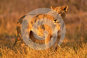 Africa wildlife, Cute lion cub with mother, African danger animal, Panthera leo, Khwai river, Botswana in Africa. Cat babe in