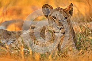 Africa wildlife, Cute lion cub with mother, African danger animal, Panthera leo, Khwai river, Botswana in Africa. Cat babe in