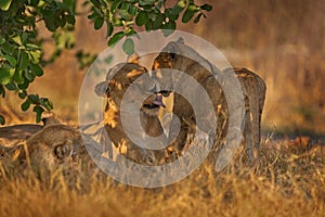 Africa wildlife, Cute lion cub with mother, African danger animal, Panthera leo, Khwai river, Botswana in Africa. Cat babe in