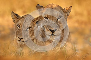 Africa wildlife, Cute lion cub with old brothert, African danger animal, Panthera leo, Khwai river, Botswana in Africa. Cat babe
