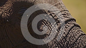 Africa Wildlife elephant animal close up detail of trunk and eye in Maasai Mara National Reserve, Ke