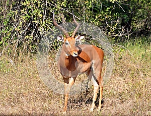 Africa Wildlife: Impala