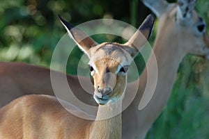 Africa Wildlife: Impala