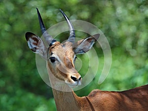 Africa Wildlife: Impala