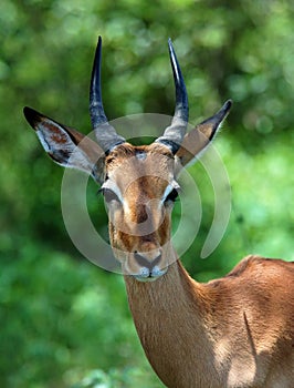 Africa Wildlife: Impala photo