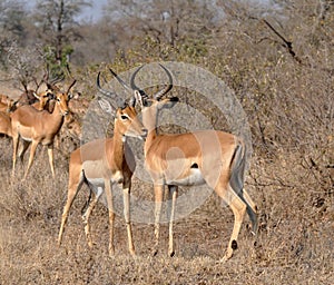 Africa Wildlife: Impala