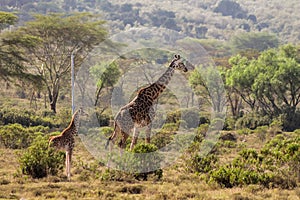 Africa wildlife, jiraffe with a baby in savanna