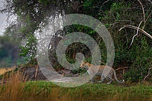 Africa wildlife. Leopard, Panthera pardus shortidgei, nature habitat, big wild cat in the nature habitat, sunny day on the