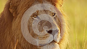 Africa Wildlife Male lion Close Up, African Safari Animals in Maasai Mara in Kenya, Beautiful Portra