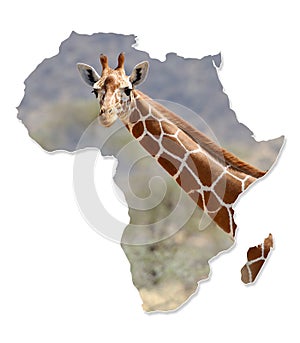 Africa Wildlife Map Design