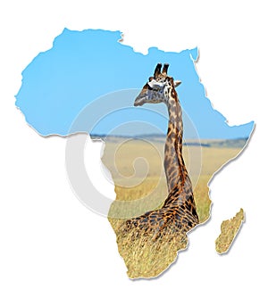 Africa Wildlife Map Design