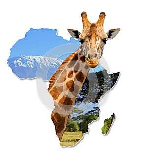 Africa Wildlife Map Design