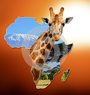 Africa Wildlife Map Design