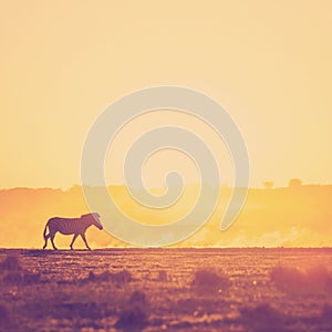 Africa Zebra Sunset Landscape Filtered