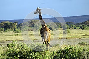 Africa, Zoology, Giraffe